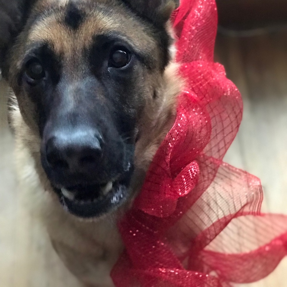 Meet your Posher, Ann